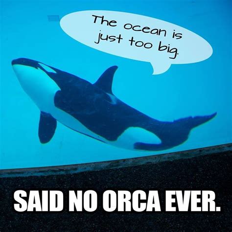Orca Whale And Sayings Quotes Quotesgram
