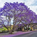 Jacaranda Trees for Sale – FastGrowingTrees.com
