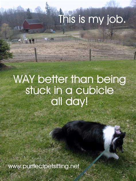 Why Pet Sitting Is An Awesome Part Time Job - We Are Hiring! | Purrfect
