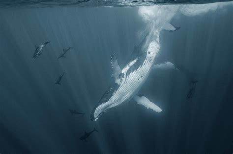 Thinx The Ethereal Underwater World Of Whales Captured