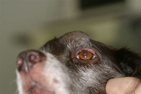 How Common Is Nasal Cancer In Dogs