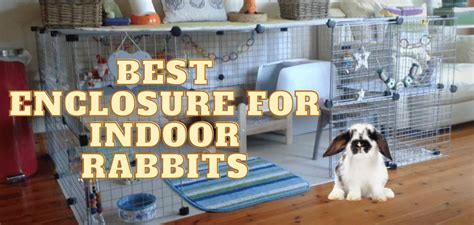 Best Enclosure And Setup For Indoor Rabbits Complete Guide
