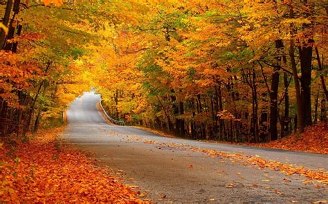 Landscapes Nature Trees Forest Leaves Autumn Fall Seasons Roads Colors