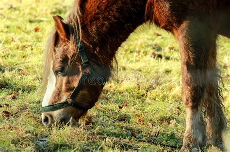 Brown Horse Eating Grass In A Field Stock Photo Image Of Environment