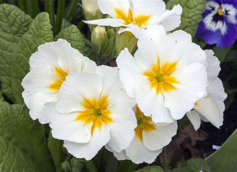Flowers White Primroses Free Stock Photo Public Domain Pictures