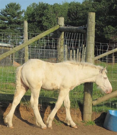 American Cream Draft Horse Info Origin History Pictures