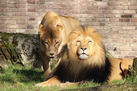 Entdecken sie löwenbilder und löwenmotive als strahlende acrylglasbilder ! Löwen Pärchen Foto & Bild | tiere, zoo, wildpark ...
