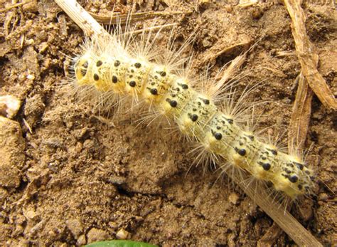 Fall Webworm Moth Caterpillar Hyphantria Cunea Bugguidenet