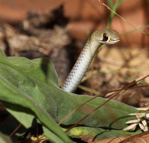 Fileyellow Faced Whip Snake Kobble08 Wikimedia Commons