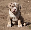 American Bully Breed 101 - Temperament ⋆ Pictures ⋆ Guide ⋆ ...