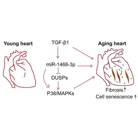 mir 1468 3p promotes aging related cardiac fibrosis molecular therapy nucleic acids