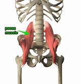 Iliopsoas Muscle Exercises Pictures