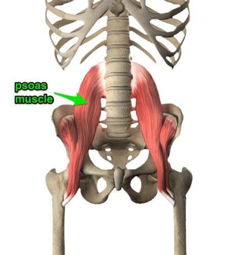 The Psoas Muscle Yoga Anatomy