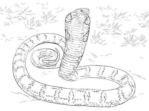 Burmese Python Coloring Pages