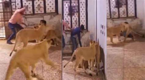 Man Attacked By 3 Lionesses In A Cage Video Goes Viral Watch