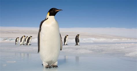 Find the newest penguin meme meme. Getty Is Quietly Charging Bloggers For 'Socially Awkward ...