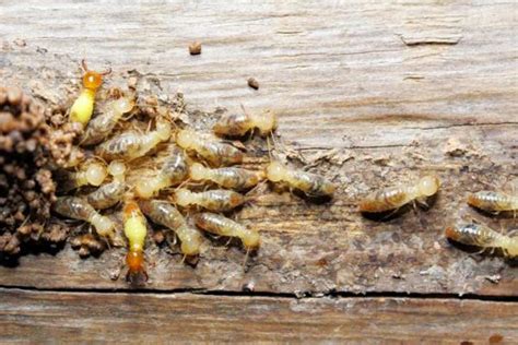 Wood Eating Bugs Insects That Eat Wood 10 Examples Photos