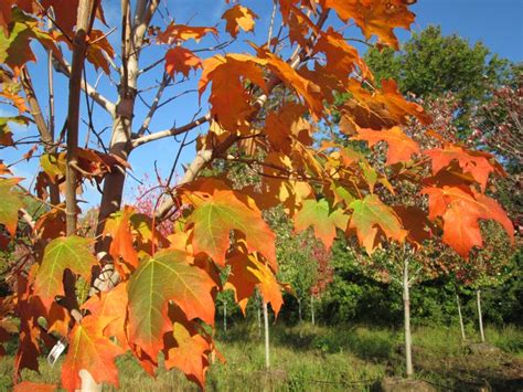 This apply to usda climate zone 9a and zone 9b. Acer saccharum 'Green Mountain' (P.P.No. 2,339) GREEN ...