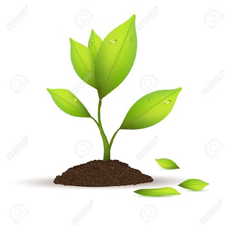 Plant Growing Clipart 10 Free Cliparts Download Images On Clipground 2024