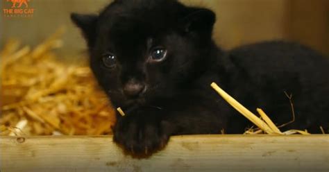 Video Meet The Feisty Rare Black Jaguar Cub Born At The Big Cat