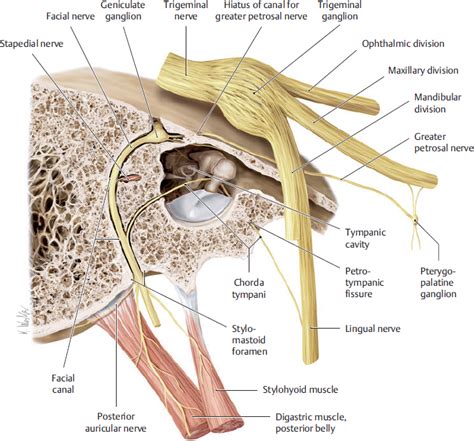 Anatomy Of The Facial Nerve And Associated Structures Ento Key
