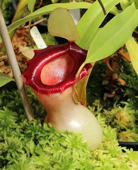 Nepenthes Ventricosa Pitcher Carnivorous Plant Resource