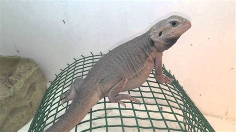 Zero Morph Leather Back Bearded Dragon - YouTube