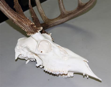 White Tailed Deer Skull Yields Rare Surprise Naturally North Idaho