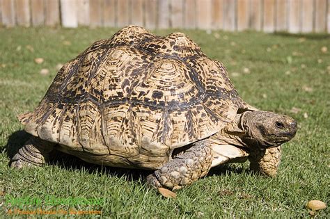 Giant Sulcata Tortoise Reptile Roadshow Parties And Events