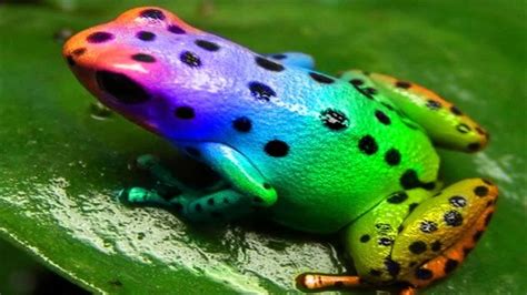 Изумительные примеры самых красивых лягушек мира наслаждение для глаз