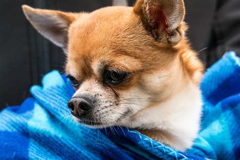 Free Photo Chihuahua Dog Chiwawa Small Free Image On Pixabay