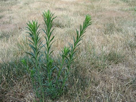 Weed Identification Help Lawnsite