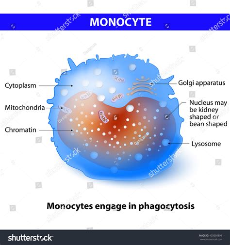 Monocyte Type White Blood Cell That Stock Illustration 403595899