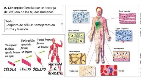 Histología Humana 1 Tejido Epitelial Y Conectivo Youtube