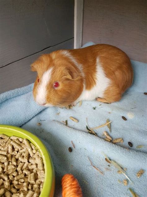 Female Guinea Pig For Sale Other Pets Gumtree Australia Bankstown