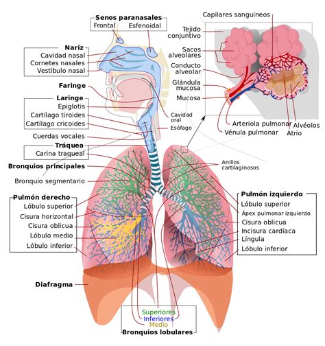 Mapa Conceptual Del Sistema Respiratorio ¡guía Paso A Paso