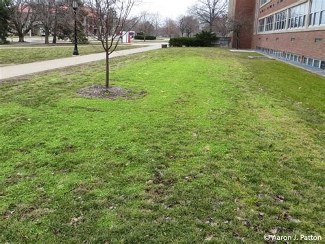 Common Chickweed Purdue University Turfgrass Science At Purdue University