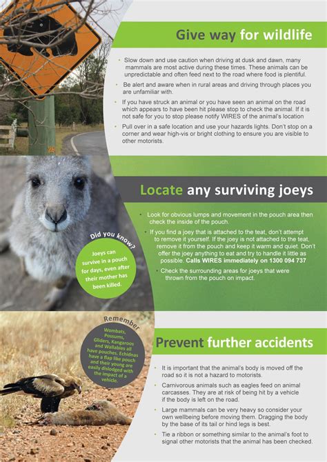 Native Wildlife Rescue Information Uralla Shire Council