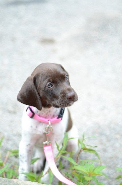 We are committed to offering german shorthaired pointer puppies who will grow up to become important members of your family. Tiny GSP pup. | German short haired pointer puppy, German shorthaired pointer, German ...