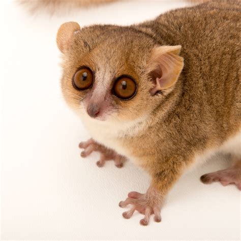 Mouse Lemurs National Geographic