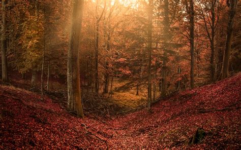 Fall Forest Leaves Sun Rays Hill Nature Landscape Wallpaper