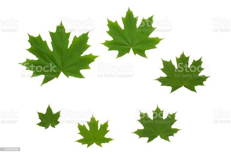 Green Maple Leaves Isolated On White Background Stock Photo Download