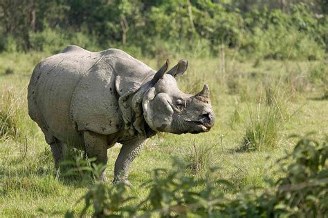 Milestone Growth Of Nepals Rhino Population Is Linked To Covid 19