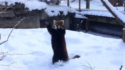 A Panda Plays In The Snow