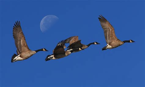 Canada Geese Honking Away On The Migration Ssndct Flickr