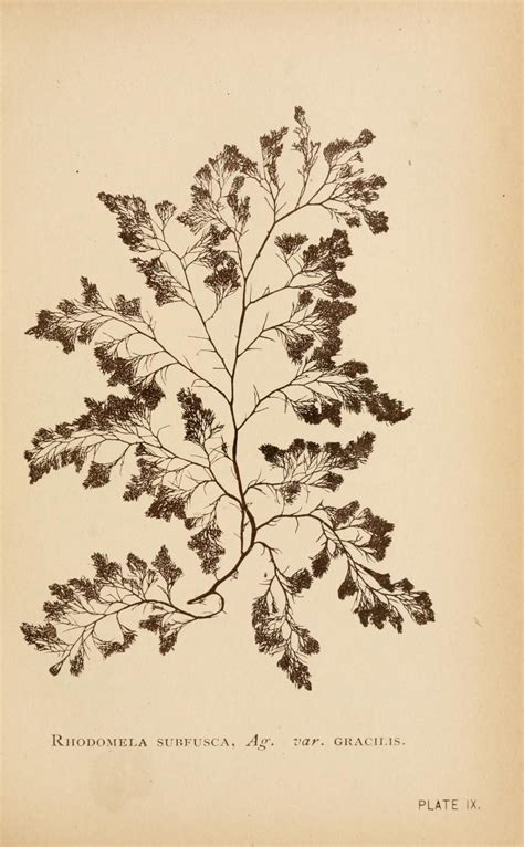 Sea Mosses Biodiversity Heritage Library Botanical Drawings