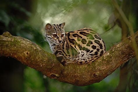 North america is the third largest continent on the planet. The Wild Cat Species Of Central America - WorldAtlas.com