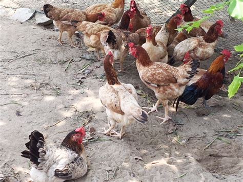 This chicken farm is located in rattaphum district of thailand.it's a very big farm and have thousands of chickens there. Lunch to enjoy at Uncle Rani Organic Chicken Farm - Hooi ...