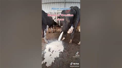 Cow Abscess With Over 70 Million Views On Tiktok Youtube