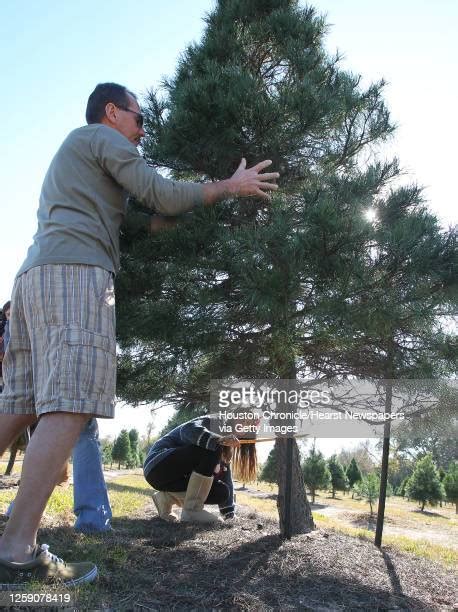 leyland cypress tree photos and premium high res pictures getty images